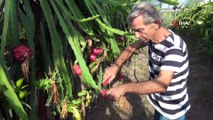 Pitahaya meyvesi markette tanesi 35, Rusya ve Katar’a kilosu 70 liradan gidiyor