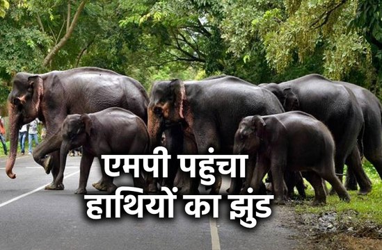 एमपी की सीमा में पहुंचा था हाथियों का झुंड