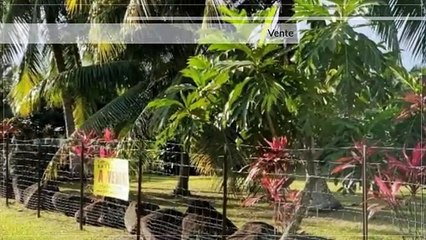 A vendre terrain 3522M2 Bord de route Papara (Zone urbaine)