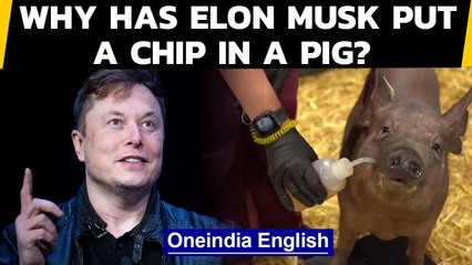 Elon Musk's Neuralink puts chip in pig's brain to achieve this... Oneindia News