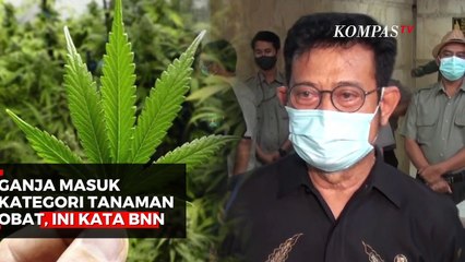 Ganja Masuk Kategori Tanaman Obat, Ini Kata BNN