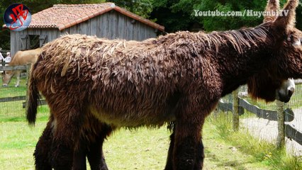 Bạn quá tinh khôn tôi quá dại khờ, chẳng thích hợp chơi cùng nhau