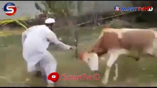 Angry Bull Qurbani 2020 | Eid Ul Azha 2020 |Best Funny Qurbani | Eid UL AZHA funny Moments | Eid UL Azha 1st day | Bakra Eid 2020 | Smart Tv HD