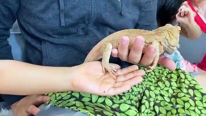 Daddy's Happy Birthday Celebration Special with Animal friends!!!