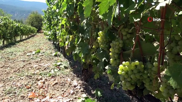 'Çavuş üzümü' hasadı başladı