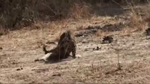 شاهد كيف انقذ قطيع الغوريلا غزال إمبالا من كمين النمر  | الفهد ضد البابون