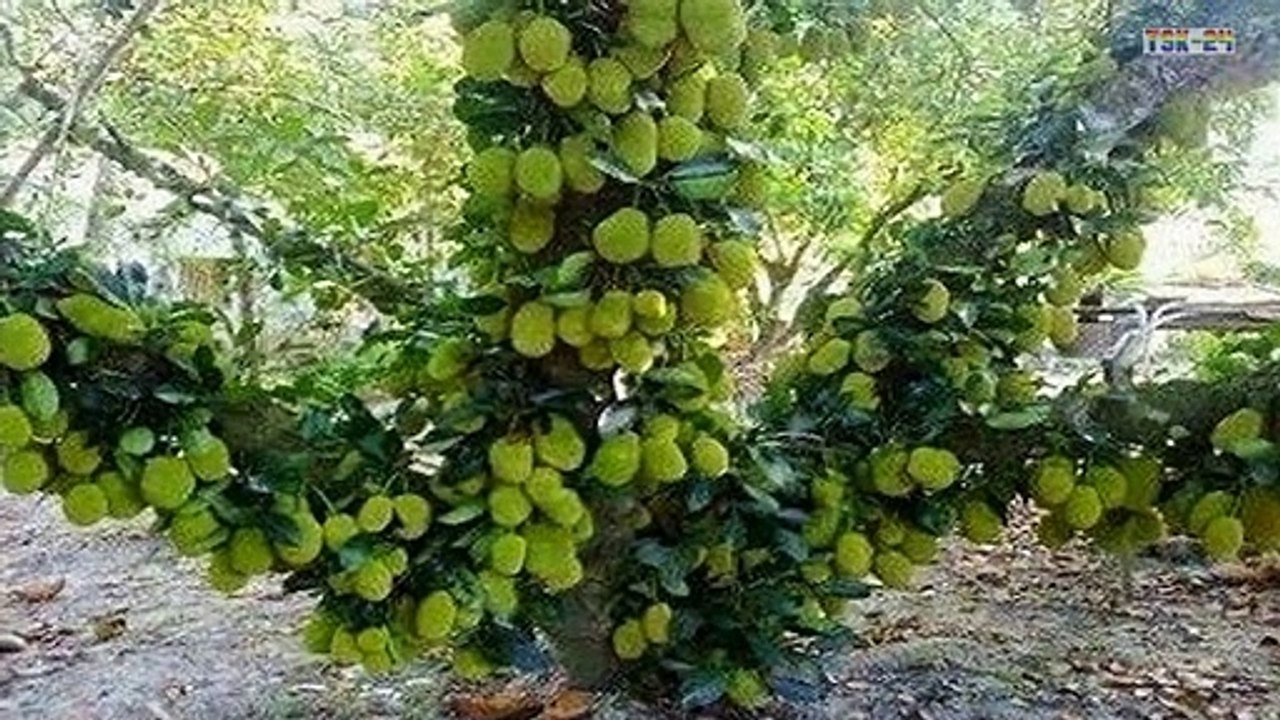 WOW! Strange Jackfruit tree - Amazing Agriculture Technology