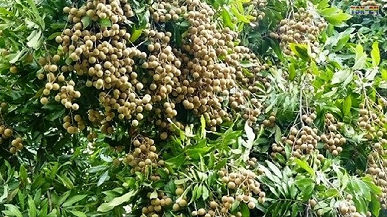 WOW! Amazing New Agriculture Technology - Longan tree
