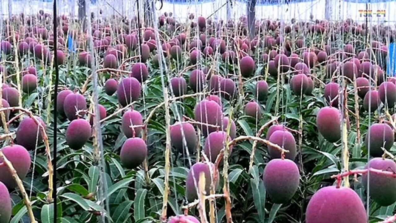 WOW! Strange Mango tree - Amazing Agriculture Technology