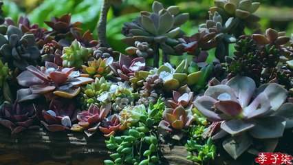 Liziqi - The life of cucumbers