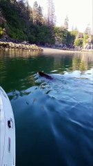 Young Black Bear Crosses in Front of Boat