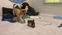 Wary Dog Isn't Used to Kittens Yet