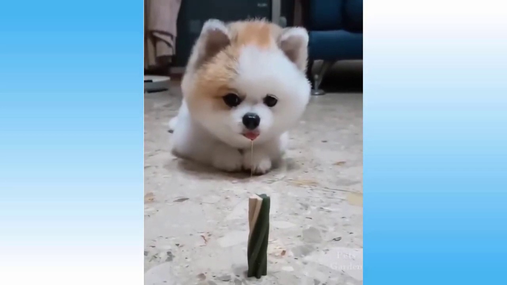 funny pets