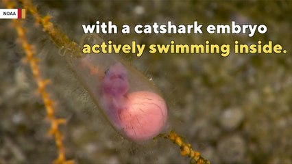 Stunning video shows baby shark inside egg case