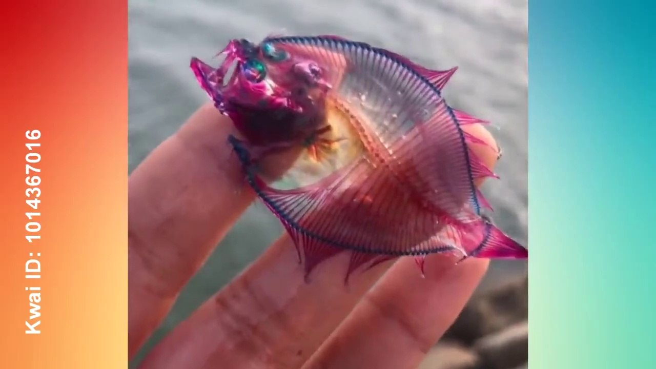 Oddly Satisfying Video & Relaxing Music that Calms and Relaxes You (Part20)