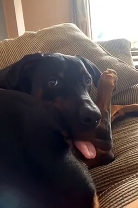 Silly Pooch Confuses Leg for Yummy Bone