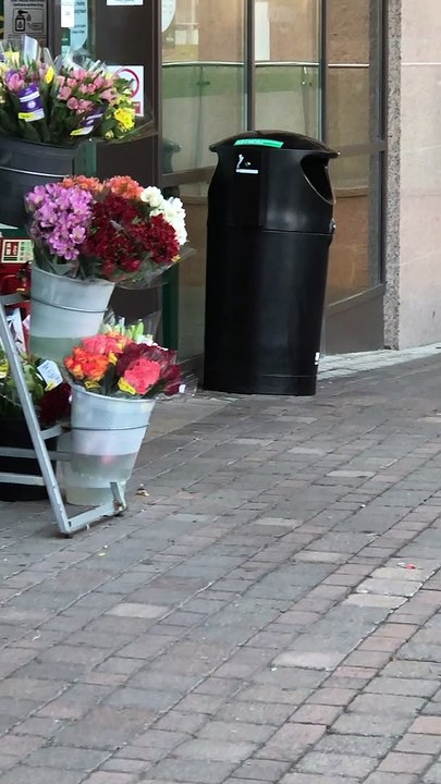 Shoplifting Seagull Steals a Meal