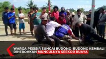 Seram! Buaya Raksasa Kembali Muncul di Sungai Budong-budong, Mamuju Tengah