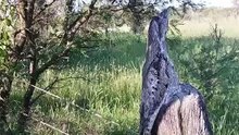 Urutaú Kakuy Cacui