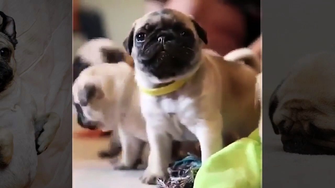 Adorable Pug Compilation - Cute Dog Videos | Funny Vines