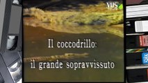 IL COCCODRILLO, IL GRANDE SOPRAVVISSUTO