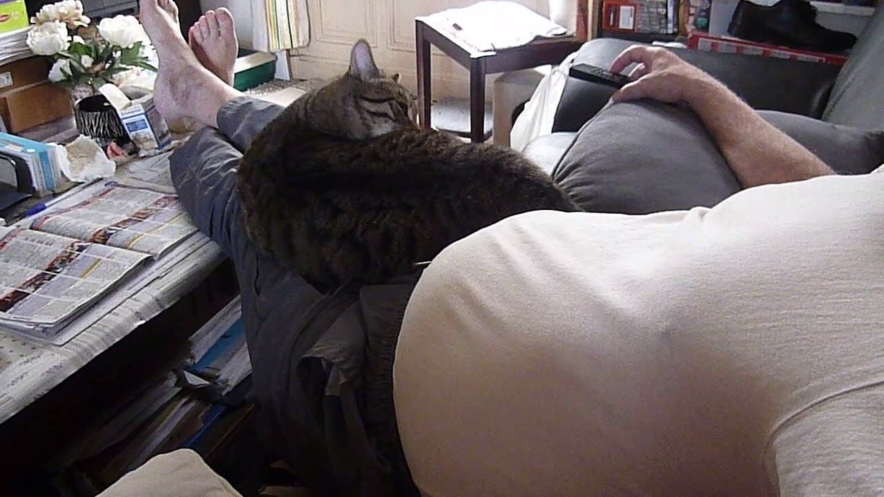 le chat Petitcoeur sur son perchoir prefere 2020-08-29