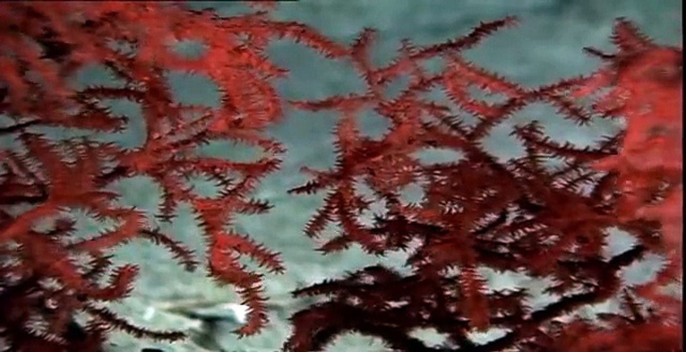Cachalots, les secrets du grand noir (Documentaire animalier)