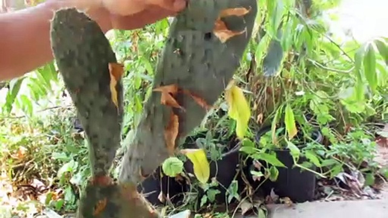 Como Plantar Xoconostles Para que Produzcan Mas Pronto