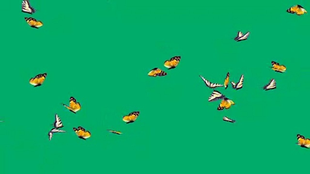 butterfly | green screen video | #butterfly green screen video ||butterfly | butterfly a natural beauty | green screen video |