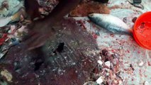 Fastest Hilsha Fish Cutting | Unique Fish Cutting