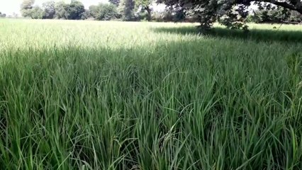 धान में पत्ता लपेट बीमारी और आसान सस्ता इलाज।Paddy leaf disease and easy cheap treatment.