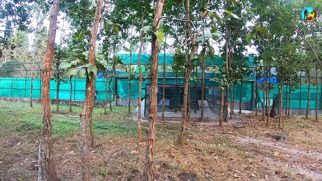 bengal safari
