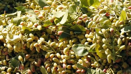 'Koronaya karşı hücreler kavrulmamış antep fıstığı ile güçlendiriliyor'