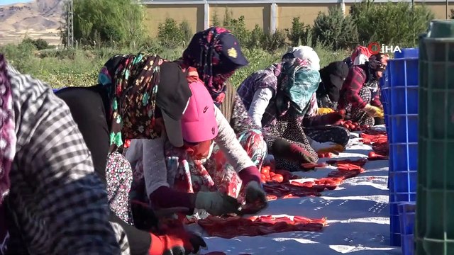 Mevsimlik işçilerin güneşin altında zorlu mesaisi