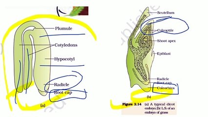 y2mate.com - NCERT Ch-2 Sexual Reproduction in Flowering plants PART-5 class12 Bio Full Expla_1