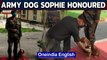 Army dog Sophie honoured with the Chief of Army Staff commendation medal: Watch | Oneindia News