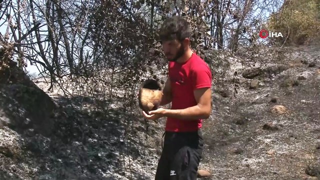 Kaplumbağalar yangında telef oldu, yavru köpekleri kurtarmak için zamanla yarıştılar