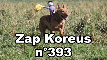Zap Koreus n°393
