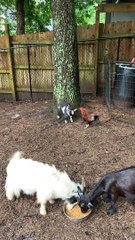 Battle Between Baby Goat and Rooster
