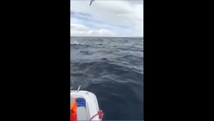 Minke fait peur aux enfants en Irlande