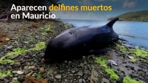 Aparecen 38 delfines muertos en una playa de Mauricio
