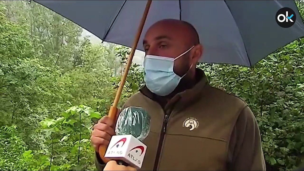 Un oso pardo se cuela en una casa de León en b...