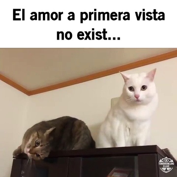 El amor a primera vista / Le coup de foudre