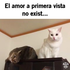 El amor a primera vista / Le coup de foudre