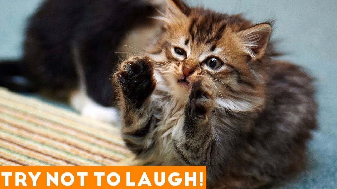 Try Not To Laugh Funniest Animal Compilation 2018 _ Funny Pet Videos
