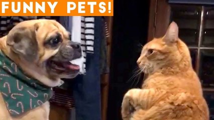 Funniest Pets of the Week Compilation February 2018 _ Funny Pet Videos