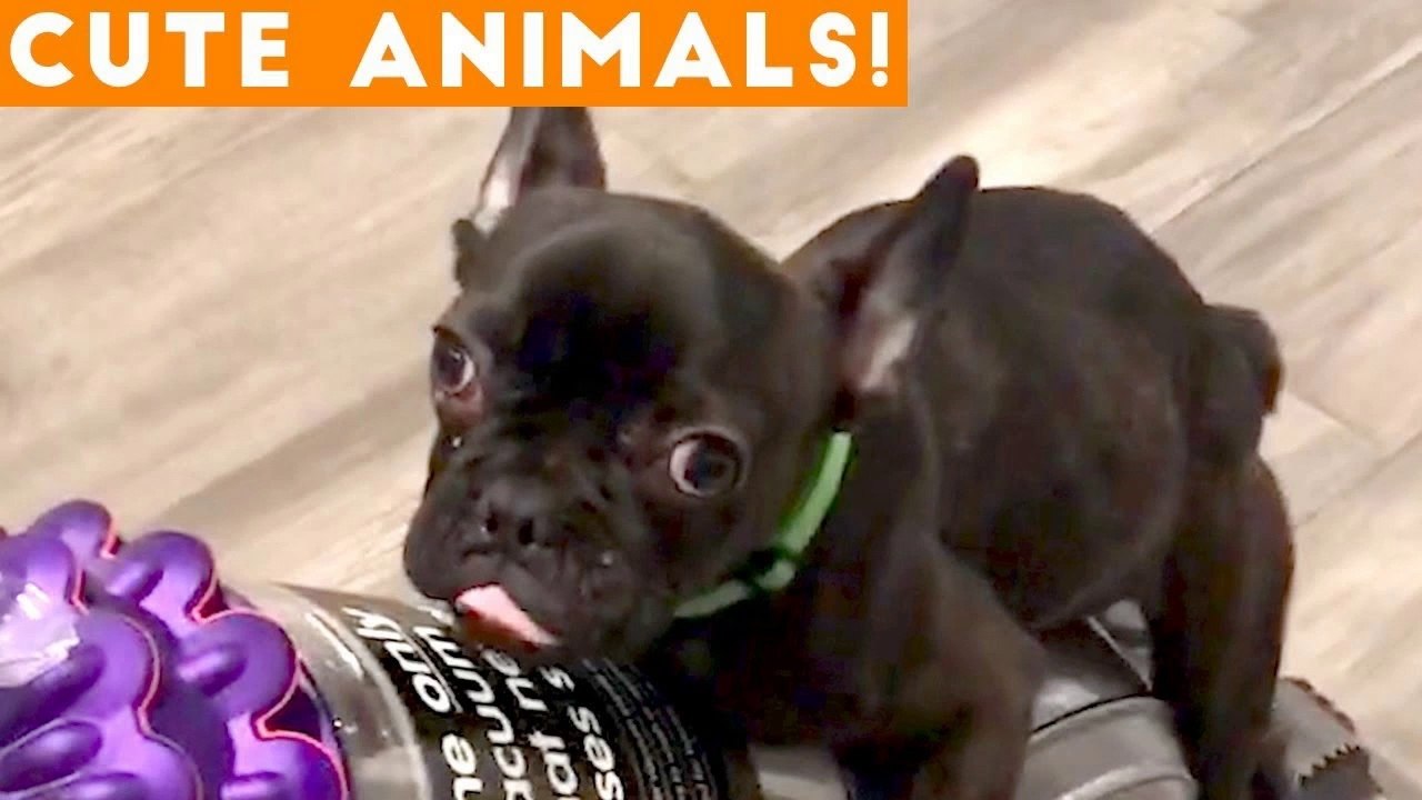 Best Cute Pets of the Week Compilation ft. Dogs & Cats _ Try Not to Laugh Funny Pet Videos FPV 2018