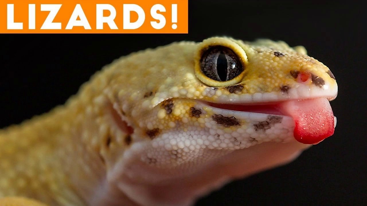 Ultimate Lizard Compilation of 2018 _ Funny Pet Videos