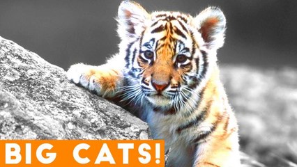 Ultimate Tiger, Lion and Big Cat compilation 2018 _ Funny Pet Videos FPV!