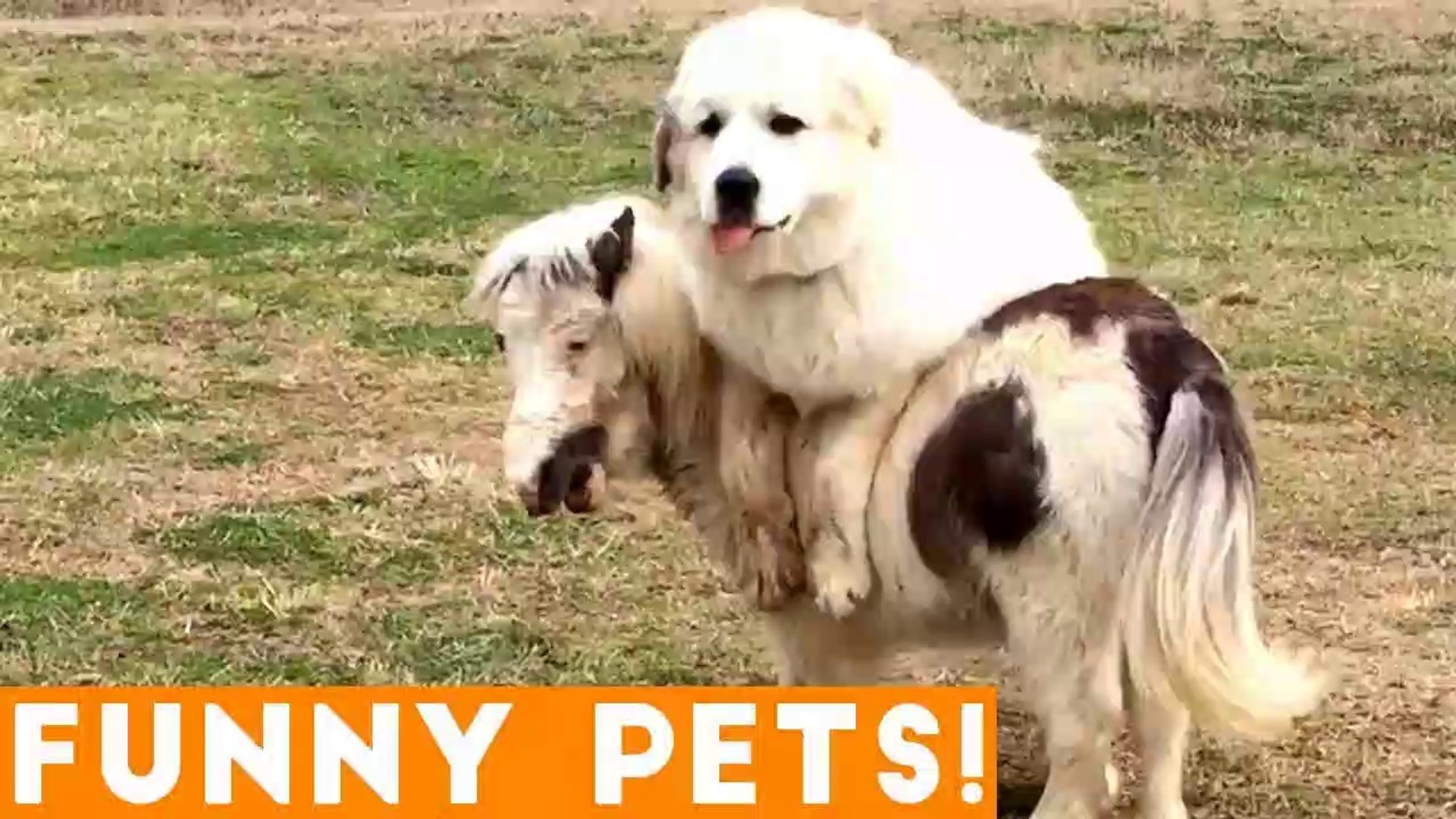 ⁣Funniest Pets of the Week Compilation March 2018 _ Funny Pet Videos